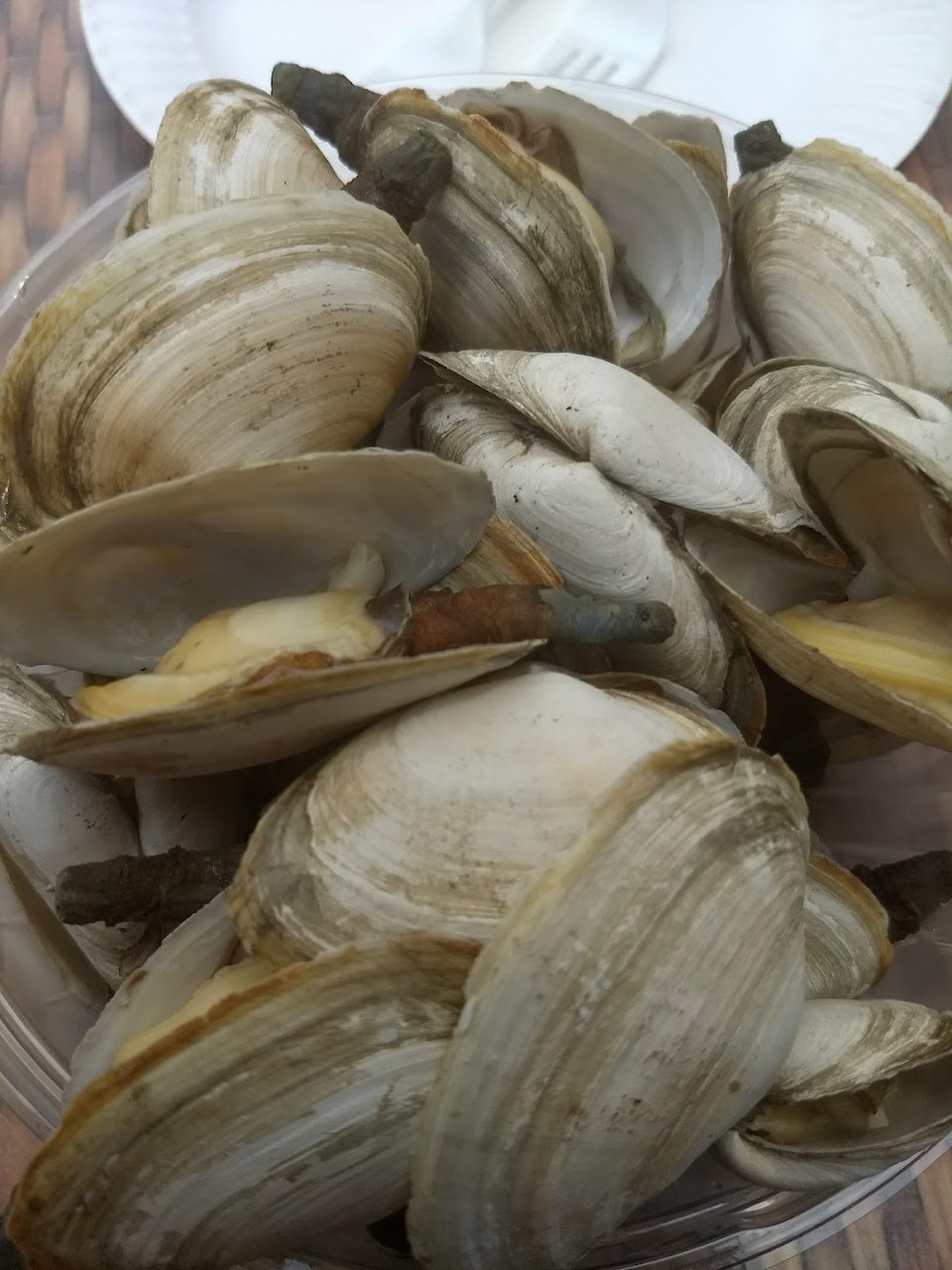 Steamed Clams